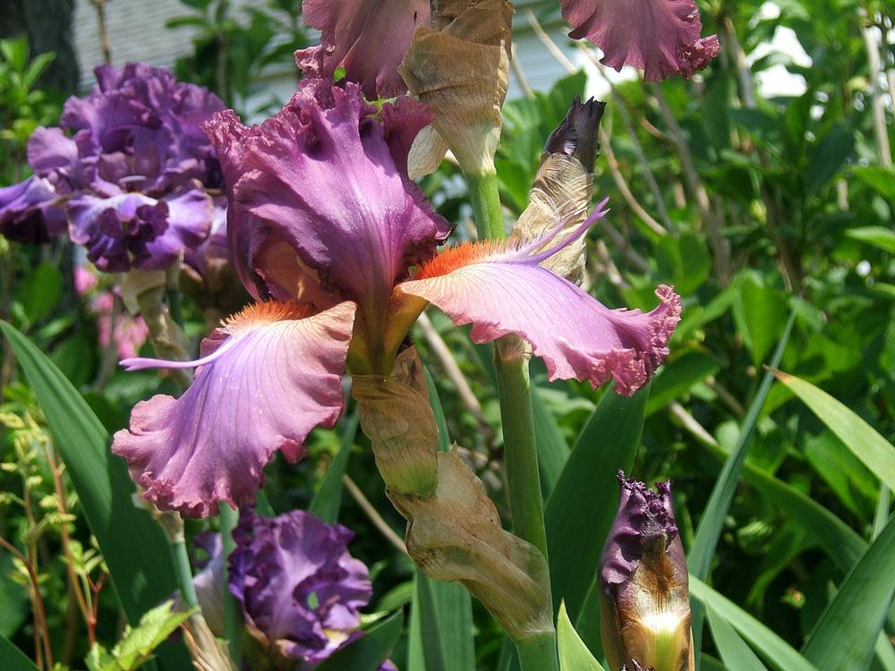 Photo of Tall Bearded Iris (Iris 'Fangnificent') uploaded by pirl