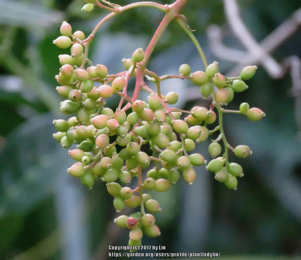 Photo of Viburnums (Viburnum) uploaded by plantladylin