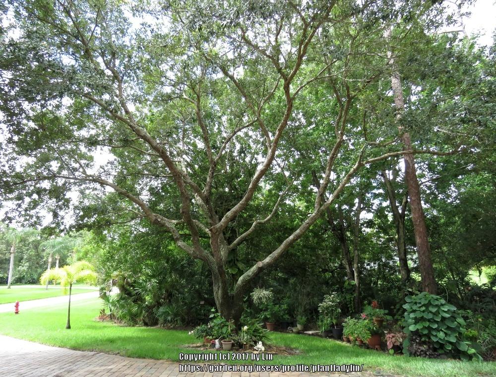 Photo of Live Oak (Quercus virginiana) uploaded by plantladylin