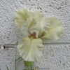 Iris Lichen