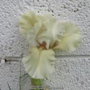 Iris Lichen