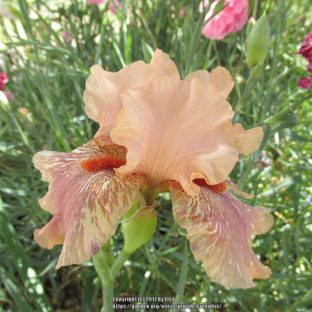 Photo of Tall Bearded Iris (Iris 'King Tush') uploaded by GreenIris
