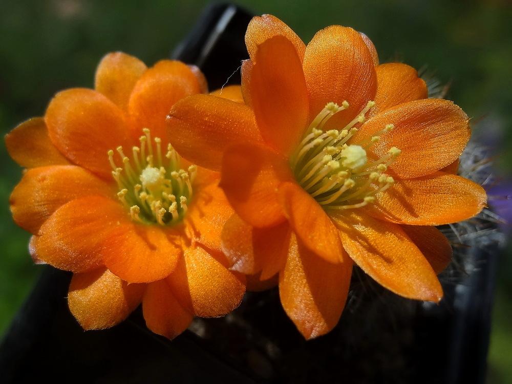 Photo of Flame Crown Cactus (Aylostera deminuta) uploaded by Orsola