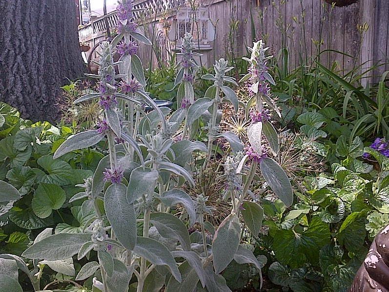 Photo of Lambs' Ears (Stachys byzantina) uploaded by PeggyB