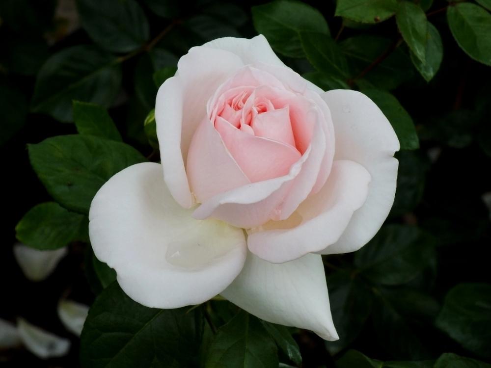 Photo of Rose (Rosa 'Schloss Ippenburg') uploaded by sunnyvalley