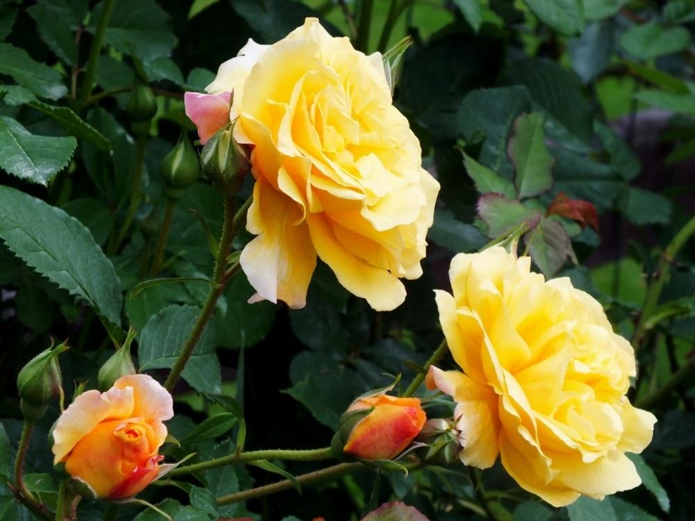 Photo of Rose (Rosa 'Postillion') uploaded by sunnyvalley