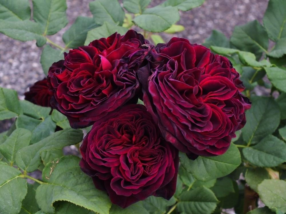 Photo of Rose (Rosa 'Black Caviar') uploaded by sunnyvalley