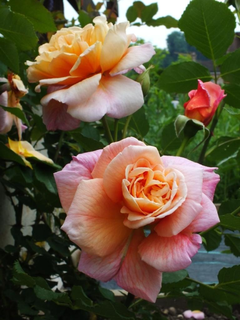 Photo of Rose (Rosa 'Aloha') uploaded by sunnyvalley