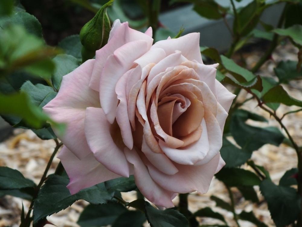 Photo of Rose (Rosa 'Stephen Rulo') uploaded by sunnyvalley