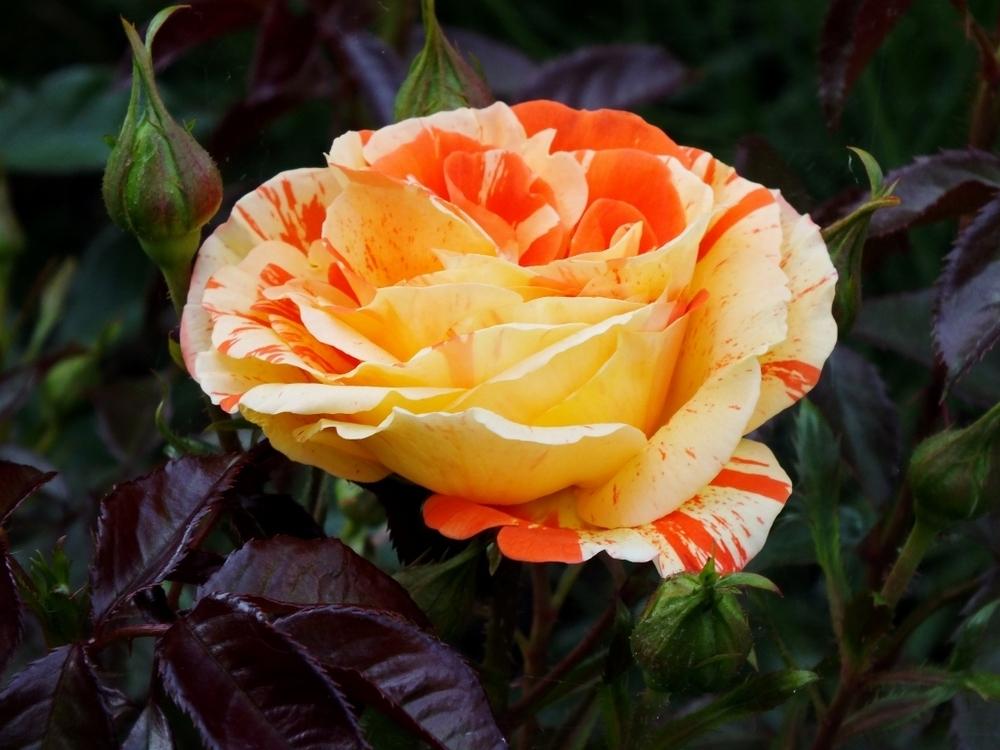 Photo of Rose (Rosa 'Oranges 'n' Lemons') uploaded by sunnyvalley