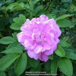 Location: In my garden, Falls Church, VA
Date: 2017-06-30
Rose bush thanks to Green Springs Garden, Annandale, VA