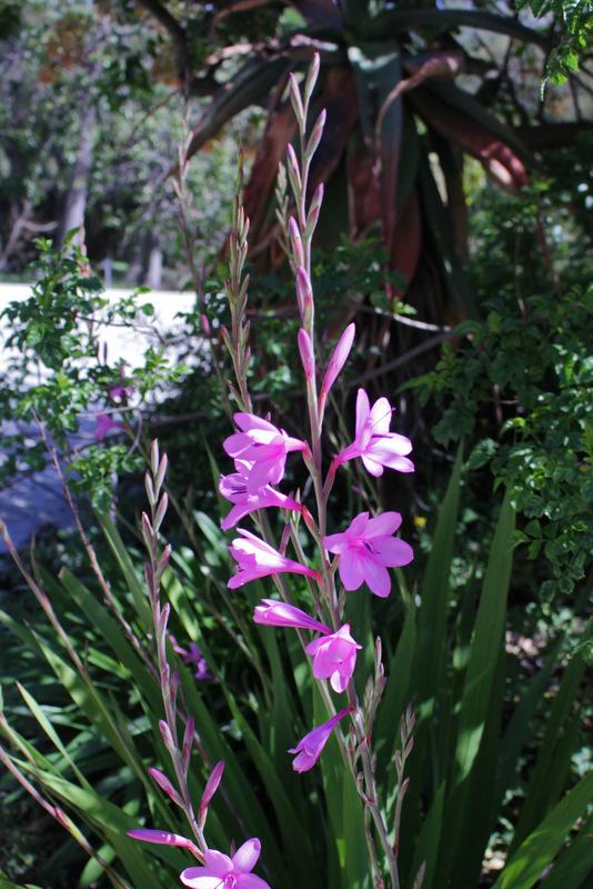 Photo of Watsonia (Watsonia borbonica) uploaded by RuuddeBlock