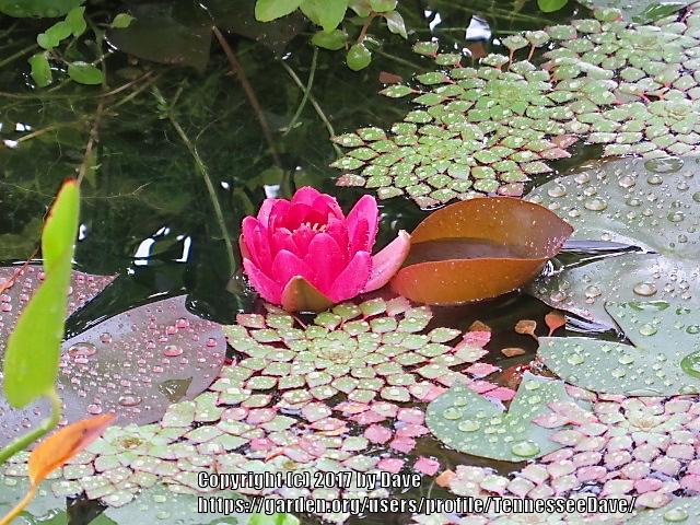 Photo of Hardy Water Lily (Nymphaea 'Perry's Baby Red') uploaded by TennesseeDave