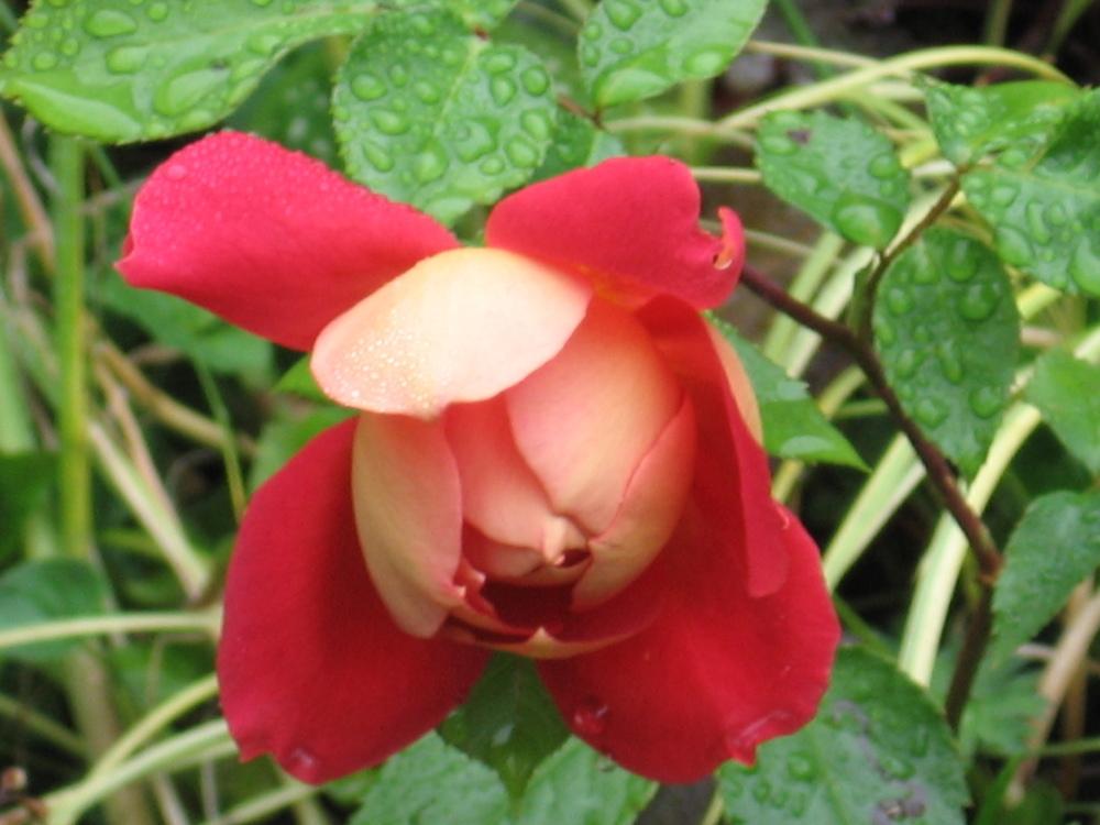 Photo of Rose (Rosa 'Tzigane') uploaded by Yorkshirelass