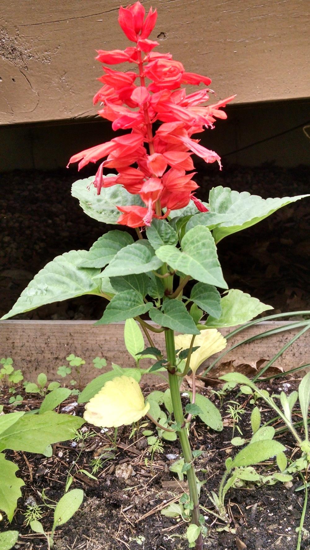 Photo of Scarlet Sage (Salvia splendens 'Flare') uploaded by joannakat
