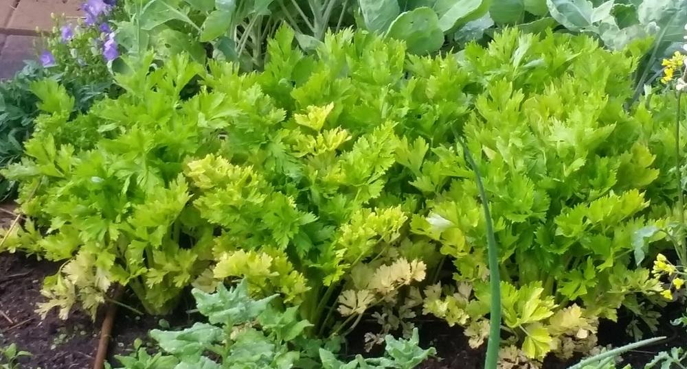 Photo of Celery (Apium graveolens var. dulce 'Golden Self Blanching') uploaded by robynanne