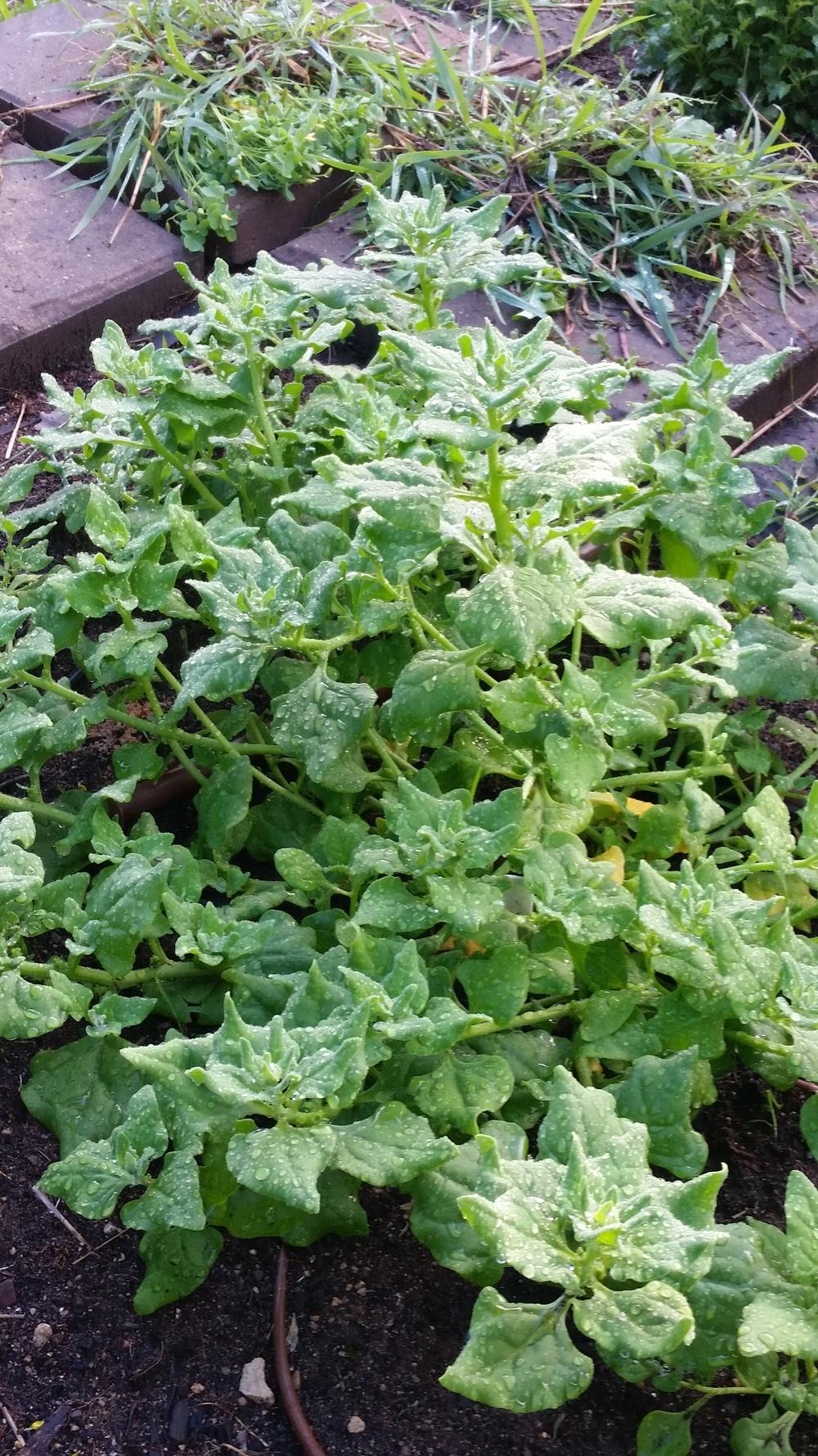 Photo of New Zealand Spinach (Tetragonia tetragonoides) uploaded by robynanne