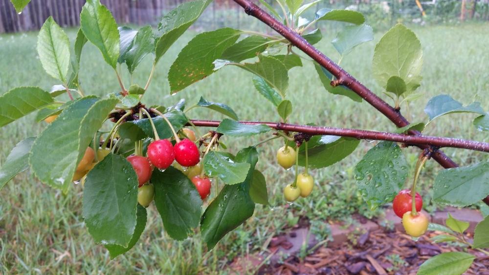 Photo of Sour Cherry (Prunus cerasus 'Evans') uploaded by robynanne