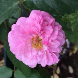 Location: my garden zone 7A Cape Cod, MA
Date: 2017-06-29
New plant, first bloom