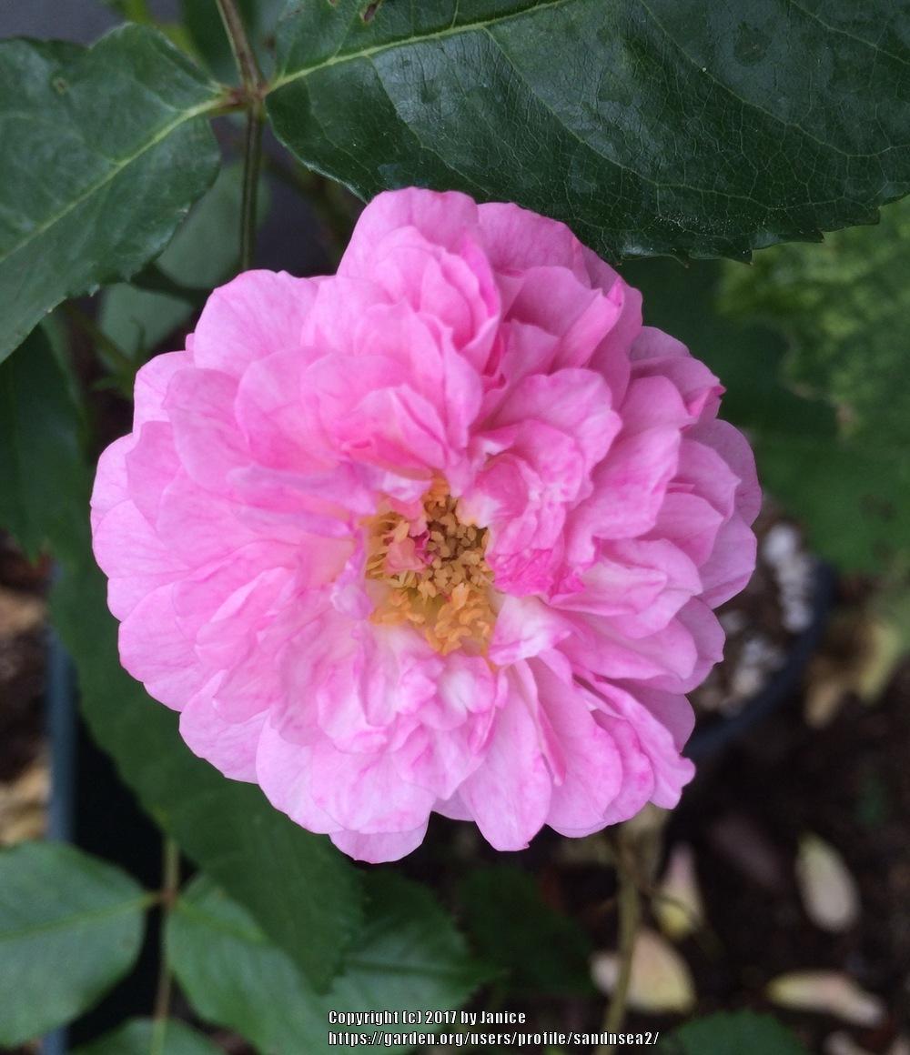 Photo of Rose (Rosa 'Lavender Lassie') uploaded by sandnsea2
