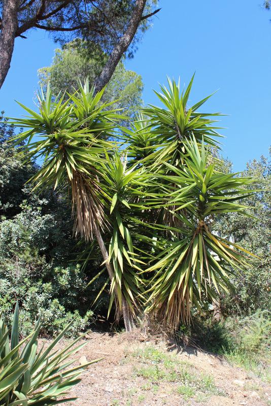 Photo of Spineless Yucca (Yucca gigantea) uploaded by RuuddeBlock