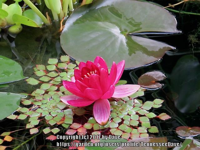Photo of Hardy Water Lily (Nymphaea 'Perry's Baby Red') uploaded by TennesseeDave