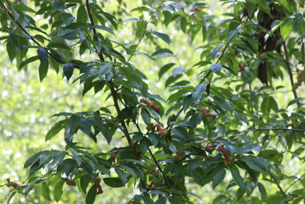 Photo of Magnolia (Magnolia amoena) uploaded by dave