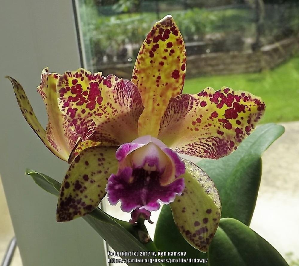 Photo of Orchid (Rhyncholaeliocattleya Waianae Leopard 'Ching Hua') uploaded by drdawg