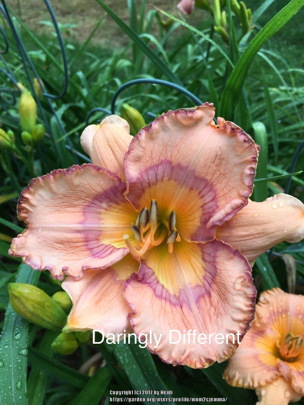 Photo of Daylily (Hemerocallis 'Daringly Different') uploaded by mom2cjemma