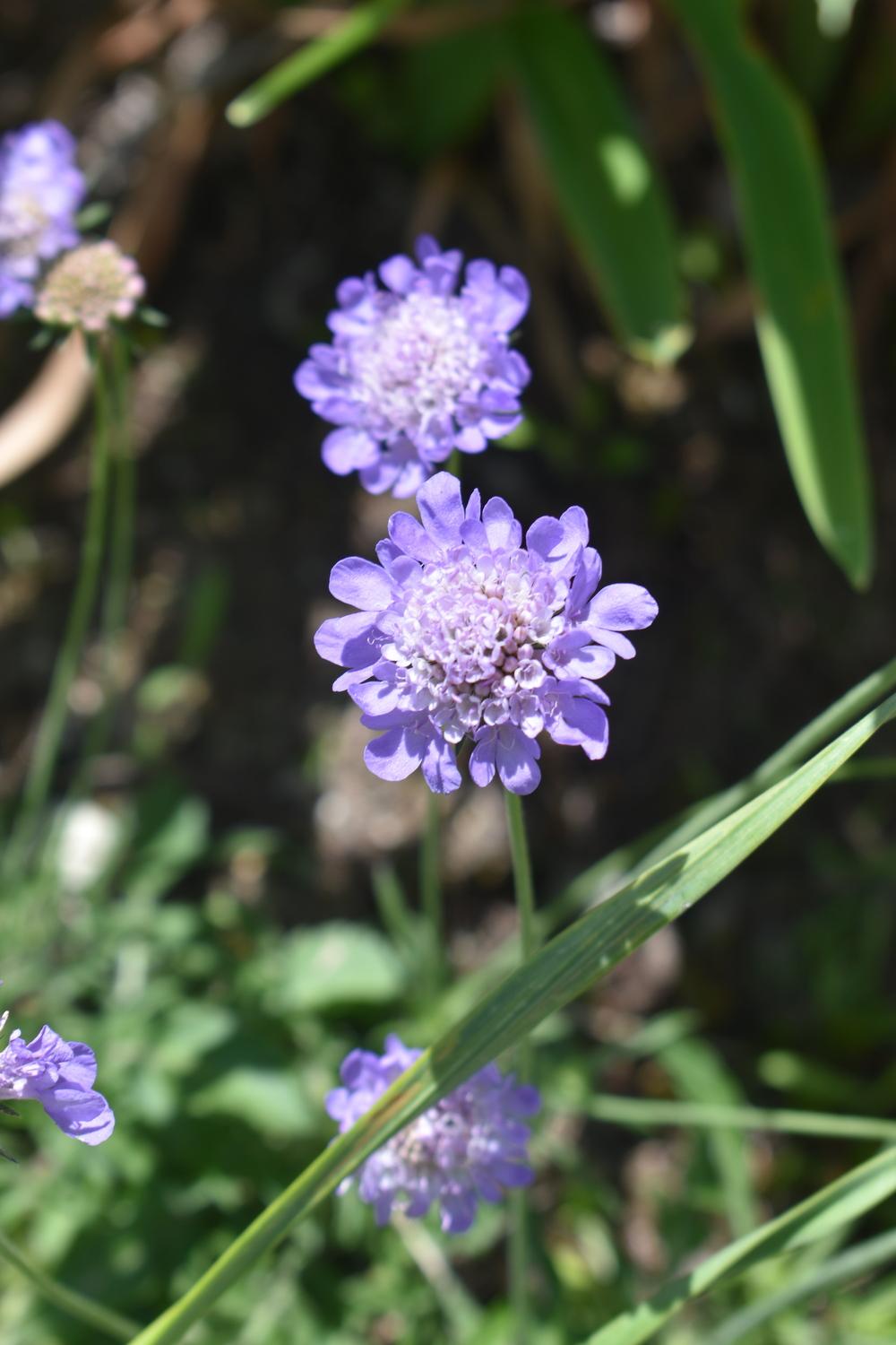 Photo of Pincushion Flower (Scabiosa) uploaded by pixie62560