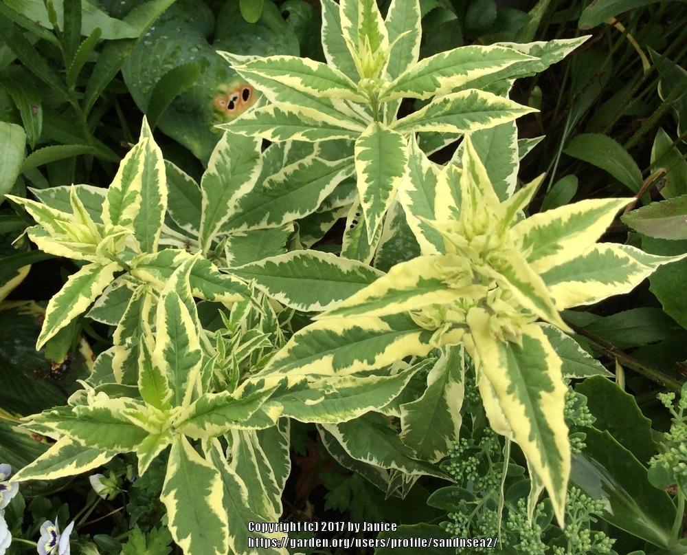Photo of Variegated Garden Phlox (Phlox paniculata 'Nora Leigh') uploaded by sandnsea2