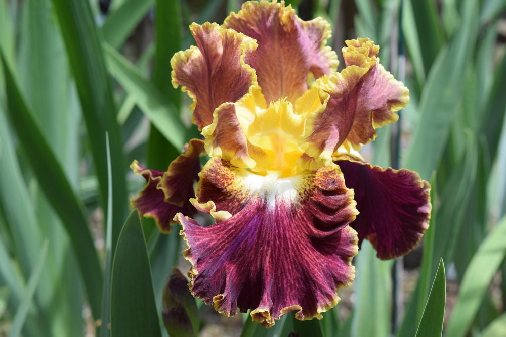Photo of Tall Bearded Iris (Iris 'Affair To Remember') uploaded by Dachsylady86