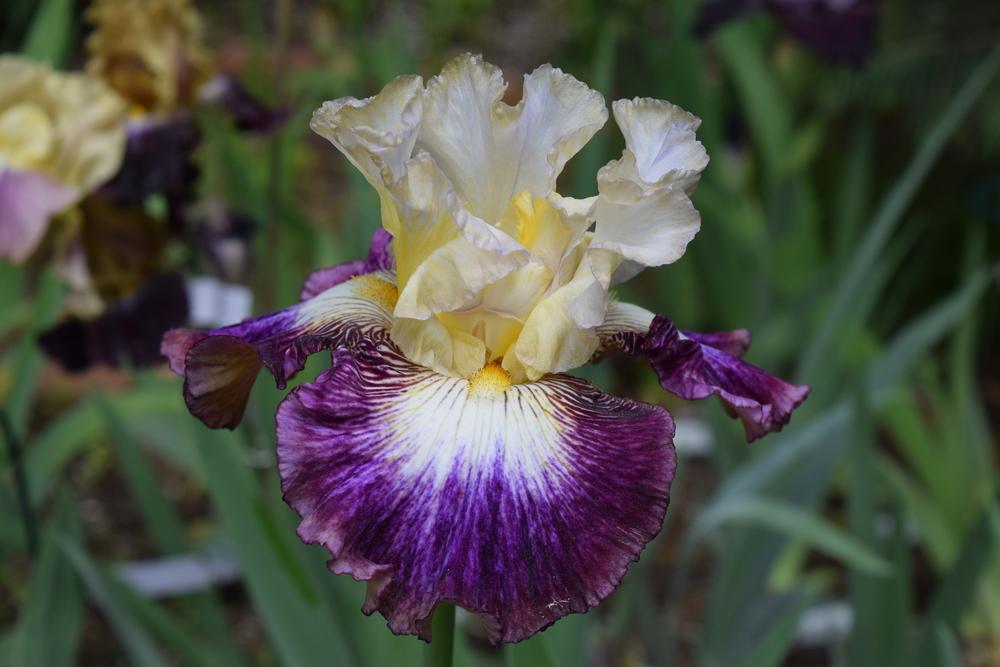 Photo of Tall Bearded Iris (Iris 'Meteorite') uploaded by Dachsylady86