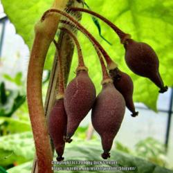 Location: Del Norte Calif amongst the redwoods in my greenhouse
Date: 2017-07-02
Podophyllum SpottyDotty seed pod polinated with Kaleidoscope