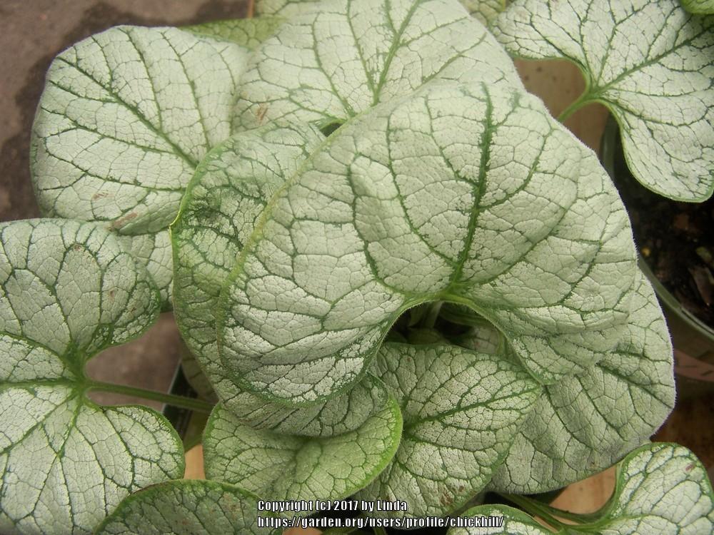 Photo of Silver Siberian bugloss (Brunnera macrophylla 'Jack Frost') uploaded by chickhill