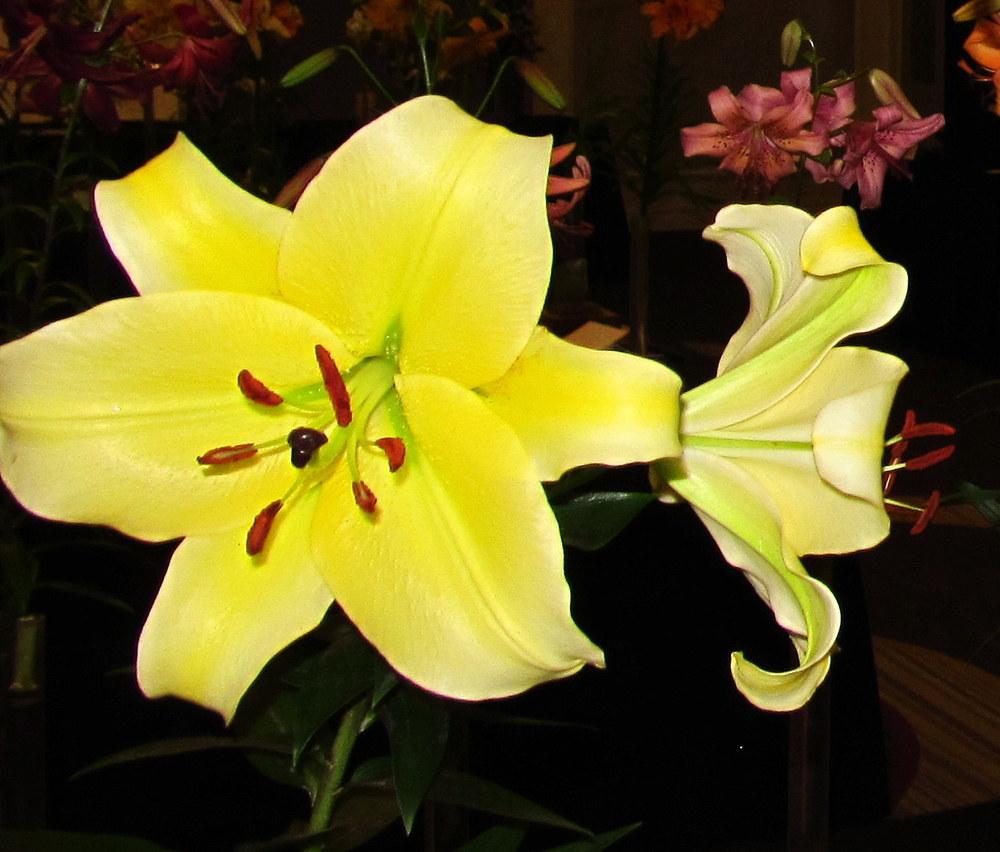 Photo of Lily (Lilium 'Conca d'Or') uploaded by jmorth