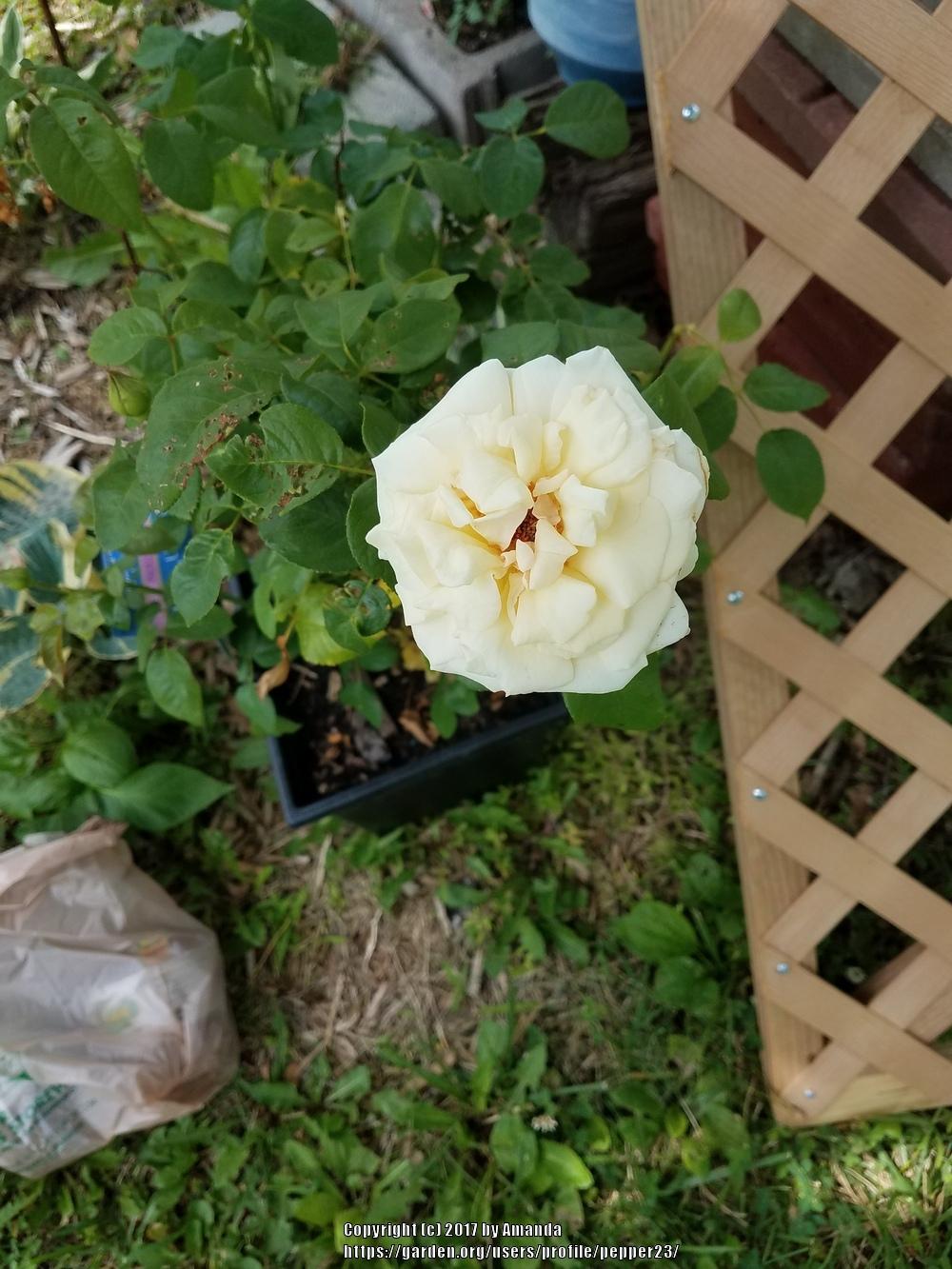 Photo of Rose (Rosa 'Schloss Ippenburg') uploaded by pepper23