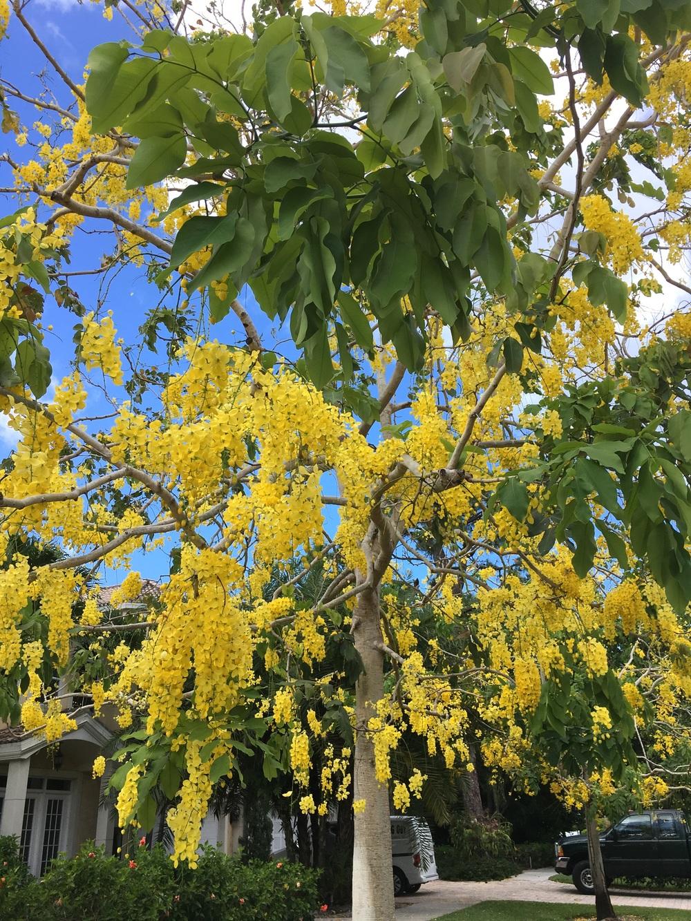 Photo of Golden Shower Tree (Cassia fistula) uploaded by sunkissed