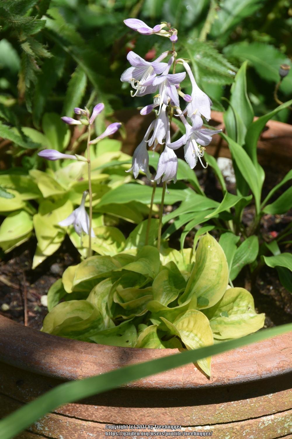 Photo of Hosta 'Silver Threads and Golden Needles' uploaded by treehugger