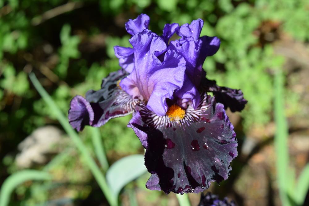 Photo of Tall Bearded Iris (Iris 'Nobleman's Fancy') uploaded by Dachsylady86