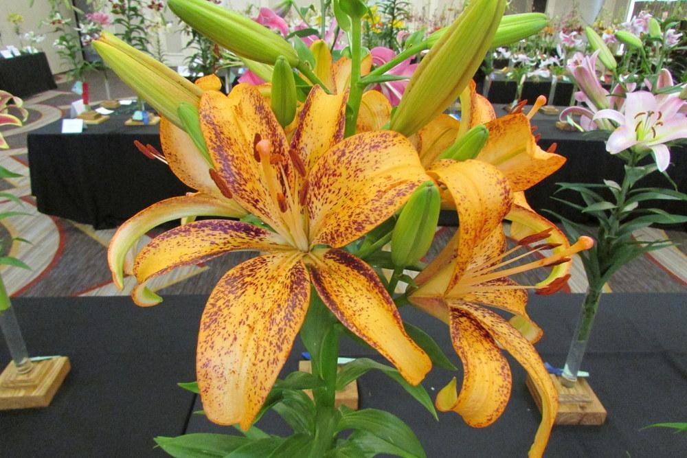 Photo of Lily (Lilium 'Kentucky') uploaded by Deby