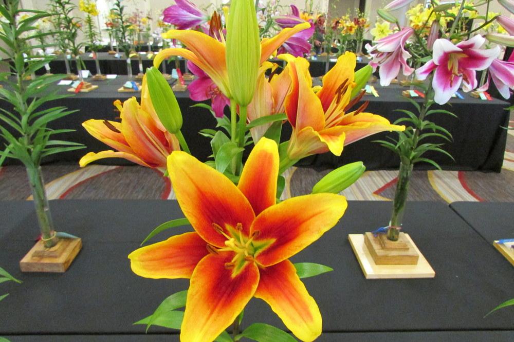 Photo of Lily (Lilium 'Kaveri') uploaded by Deby