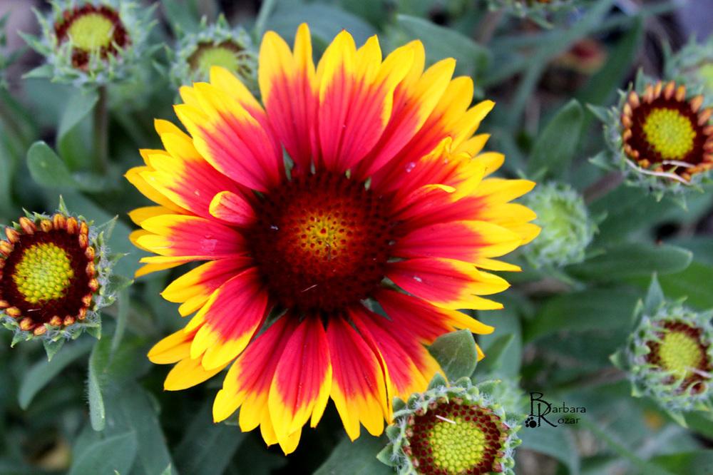 Photo of Blanket Flower (Gaillardia 'Arizona Sun') uploaded by FirmlyPlanted