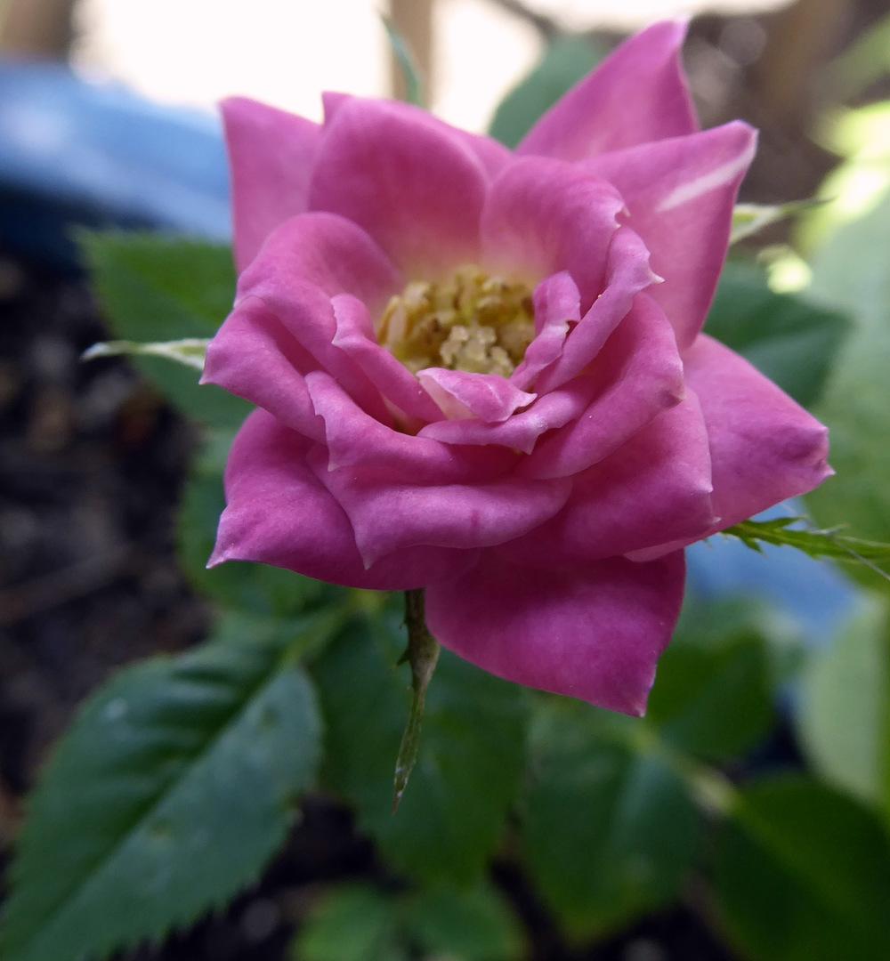 Photo of Rose (Rosa 'Windy City') uploaded by JulieB