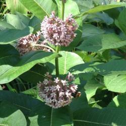 Location: Apple Valley MN
Date: 2017-07-02
Asclepias syriaca