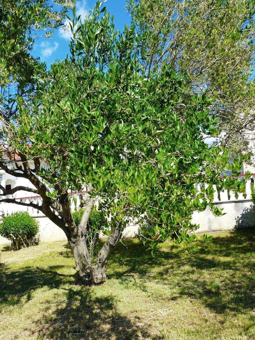 Photo of Olive Tree (Olea europaea) uploaded by cwhitt