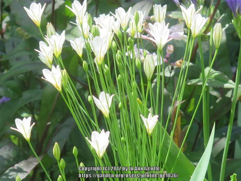 Photo of Ithuriel's Spear (Triteleia 'Silver Queen') uploaded by ge1836