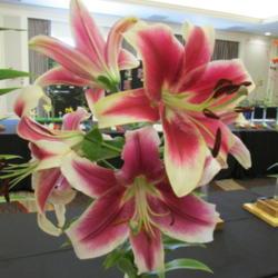 Location: St Louis Lily Show 2017
Date: 2017-07-01