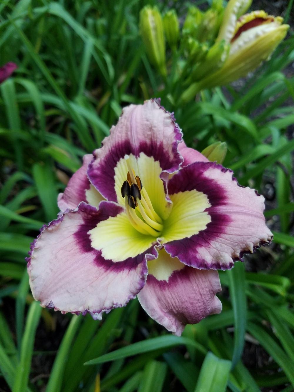 Photo of Daylily (Hemerocallis 'Everyday Butterfly') uploaded by Ahead