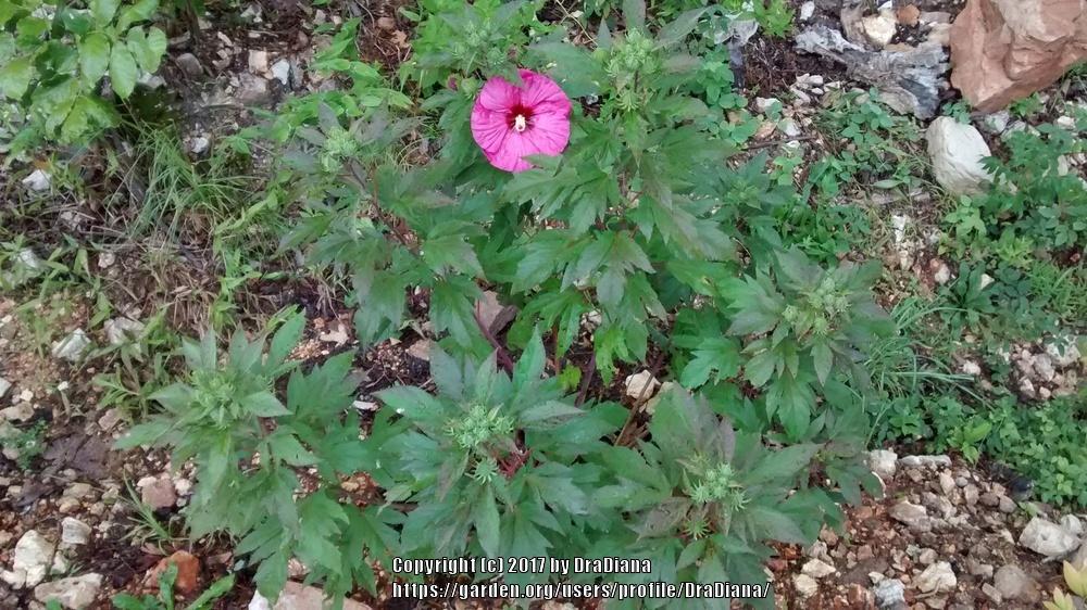 Photo of Hybrid Hardy Hibiscus (Hibiscus Summerific™ Berry Awesome) uploaded by DraDiana